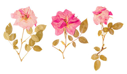 Set of small dried roses pressed - 122683196