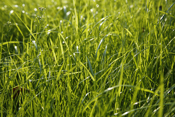Obraz premium closeup of blade of grass, small depth of field, useful as a background