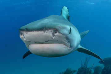 Fototapeta premium Shark in Bahamas