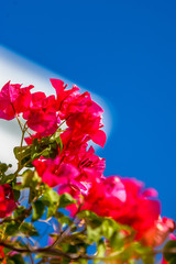 © Thierry Dehove Photography.All rights reserved.This image, or derivative works, can not be used,...