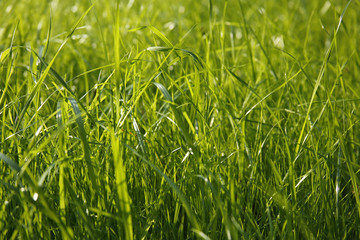 closeup of blade of grass, small depth of field, useful as a background