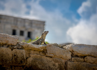 Iguana at Mayan Ruins of Tulum, Mexico