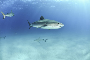 Naklejka na ściany i meble Shark in Bahamas