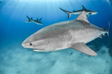 Shark in Bahamas