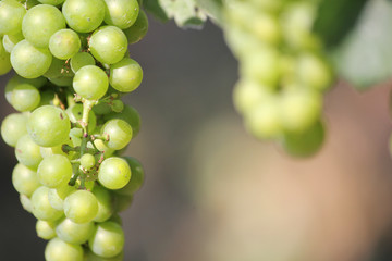 On the vine © Justin