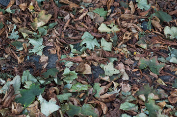 Naklejka premium Yellow and green leaves of linden autumn.