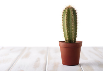 Cactus on a white table with isolated background