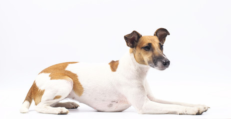 fox terrier dog, white background