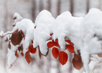 beautiful branch covered with snow