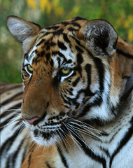 Portrait of the big tiger, Thailand