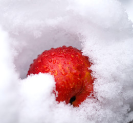beautiful red Apple in the snow