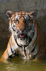 Fototapeta na wymiar Portrait of the big tiger, Thailand