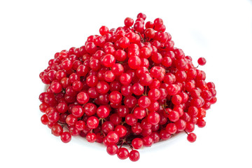 Red berries of guelder rose in white plate