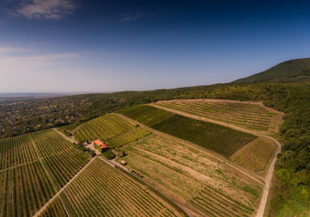 Vineyard from bird eye view
