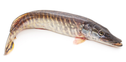 Fish pike.