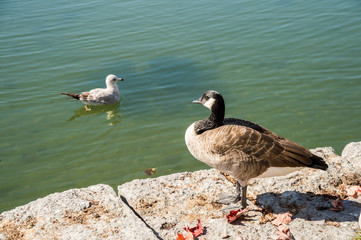 Canadian goose on a lake bank in Montreal, Canada.