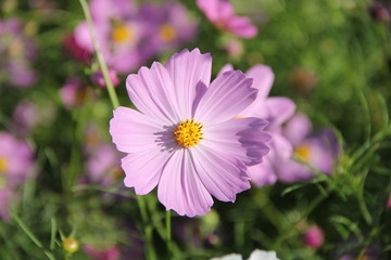 Fototapeta premium コスモス(展海峰)