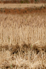 &Ouml;kologischer Weizenanbau