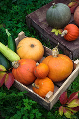 Colorful autumn decoration of pumpkins and squashes varieties