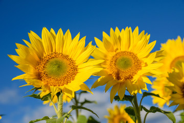 Blooming sunflower in the blue sky background 