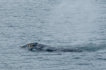 Fototapeta premium Alaska Scenic