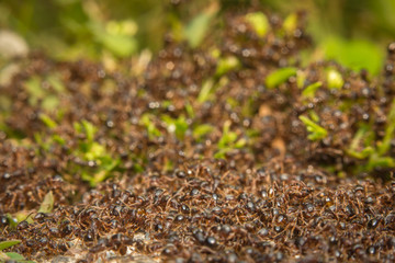 Pavement Ant Hill