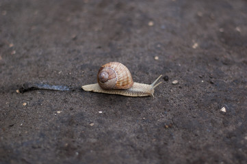 Small common snail crawling on the ground.
