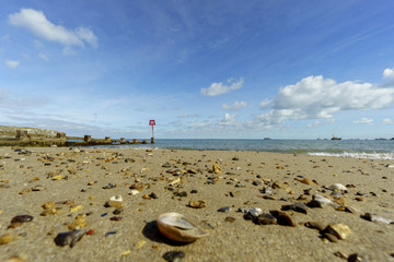 Beach Shell Landscape