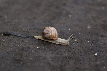 Small common snail crawling on the ground.