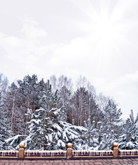  forest in the frost. Winter landscape. Snow covered trees.