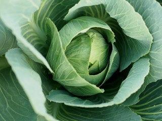 Obraz premium Cabbage