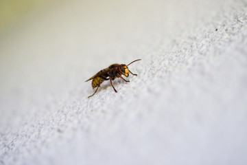 Wespe auf Wand mit Unschärfe