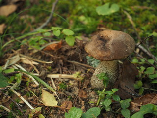 Boletus in the forest