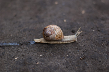 Small common snail crawling on the ground.