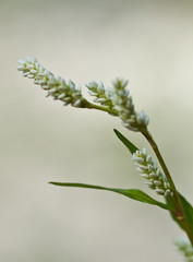 Macrophotographie d'une fleur sauvage