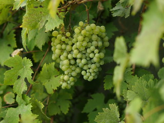 Green grape in garden