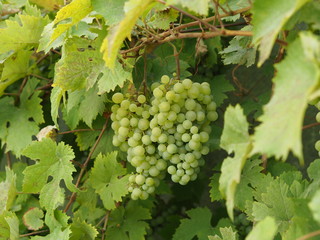 Grape  in garden