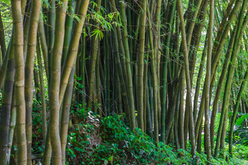 Bamboo Forest - Botanic Garden Rio de Janeiro, Brazil