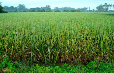 Obraz premium green rice field