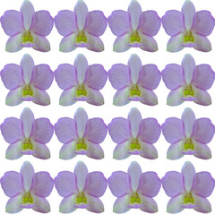 orchid isolated on white background, seamless