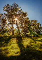 sun behind trees