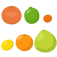citrus fruits set vector