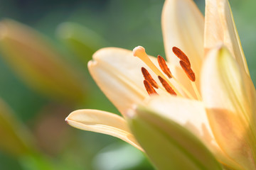 Zephyranthes lily flower. Common names for species in this genus include fairy lily, rainflower, zephyr lily, magic lily, Atamasco lily, madonna lily and rain lily