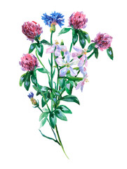Naklejka na ściany i meble Blue cornflower, saponaria and pink clover shamrock bouquet. Watercolor hand painting illustration on isolate white background.