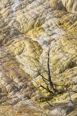 Mammoth Hot Springs, Yellowstone National Park