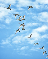 Naklejka premium Whooper Swans in flight