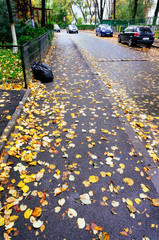  Leaves on city sidewalk