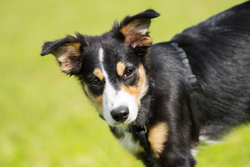 Border Collie Welpe