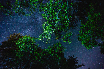 Stars through tree branches