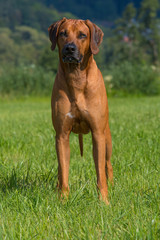 Rhodesian Ridgeback